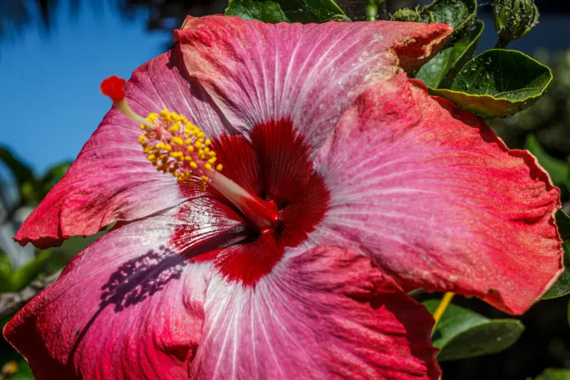 MOOD Naturals - Hibiscus rosa sinensis enthält eine Vielzahl von Wirkstoffen.