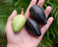 MOOD Naturals - Pili Nuss von den Philippinen